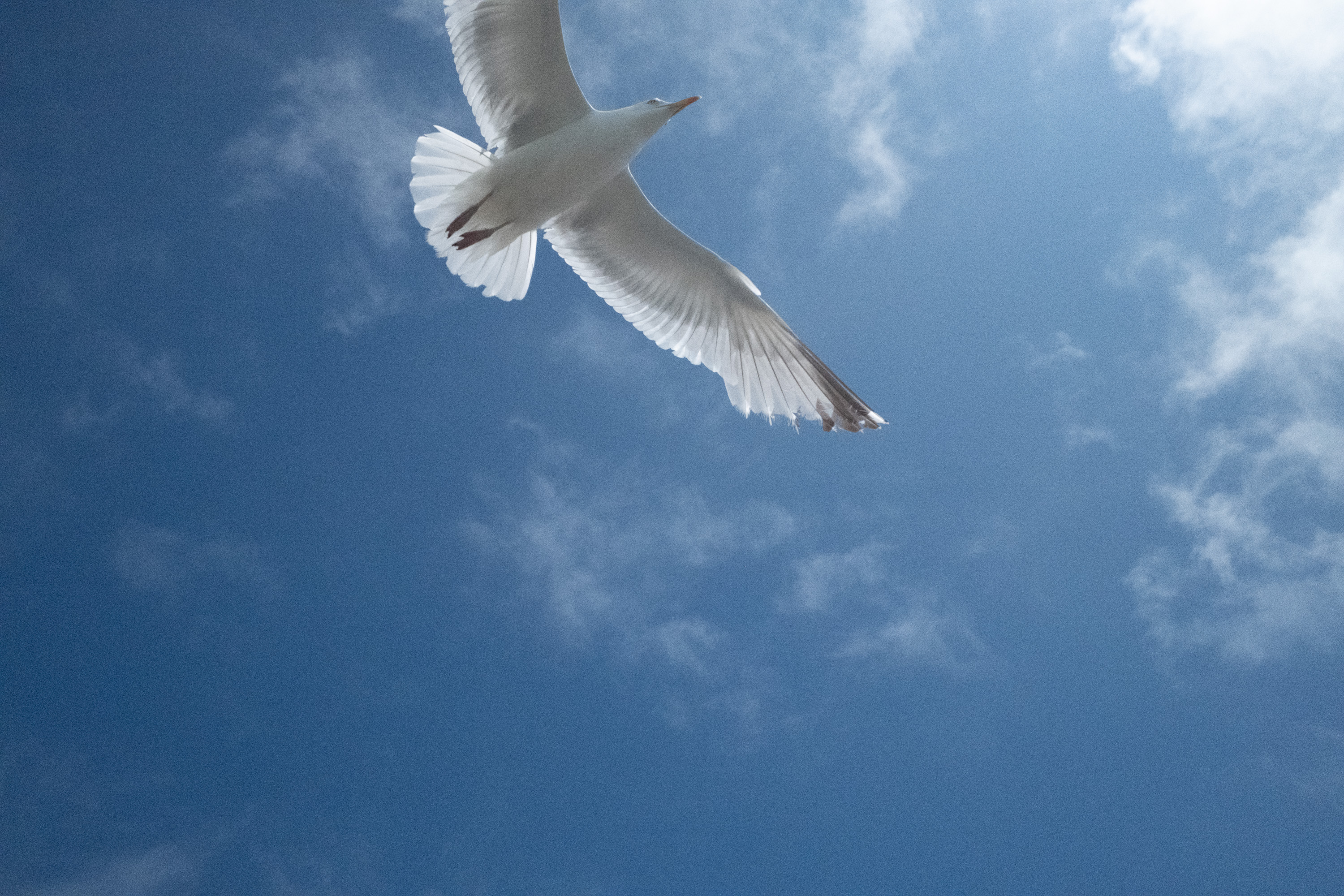 Brighton Seagulls