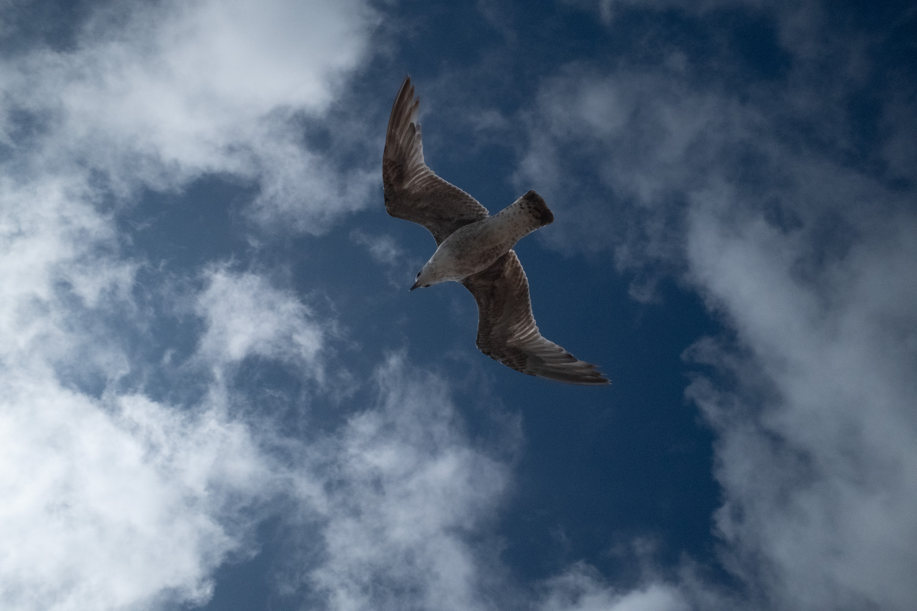 Brighton Seagulls