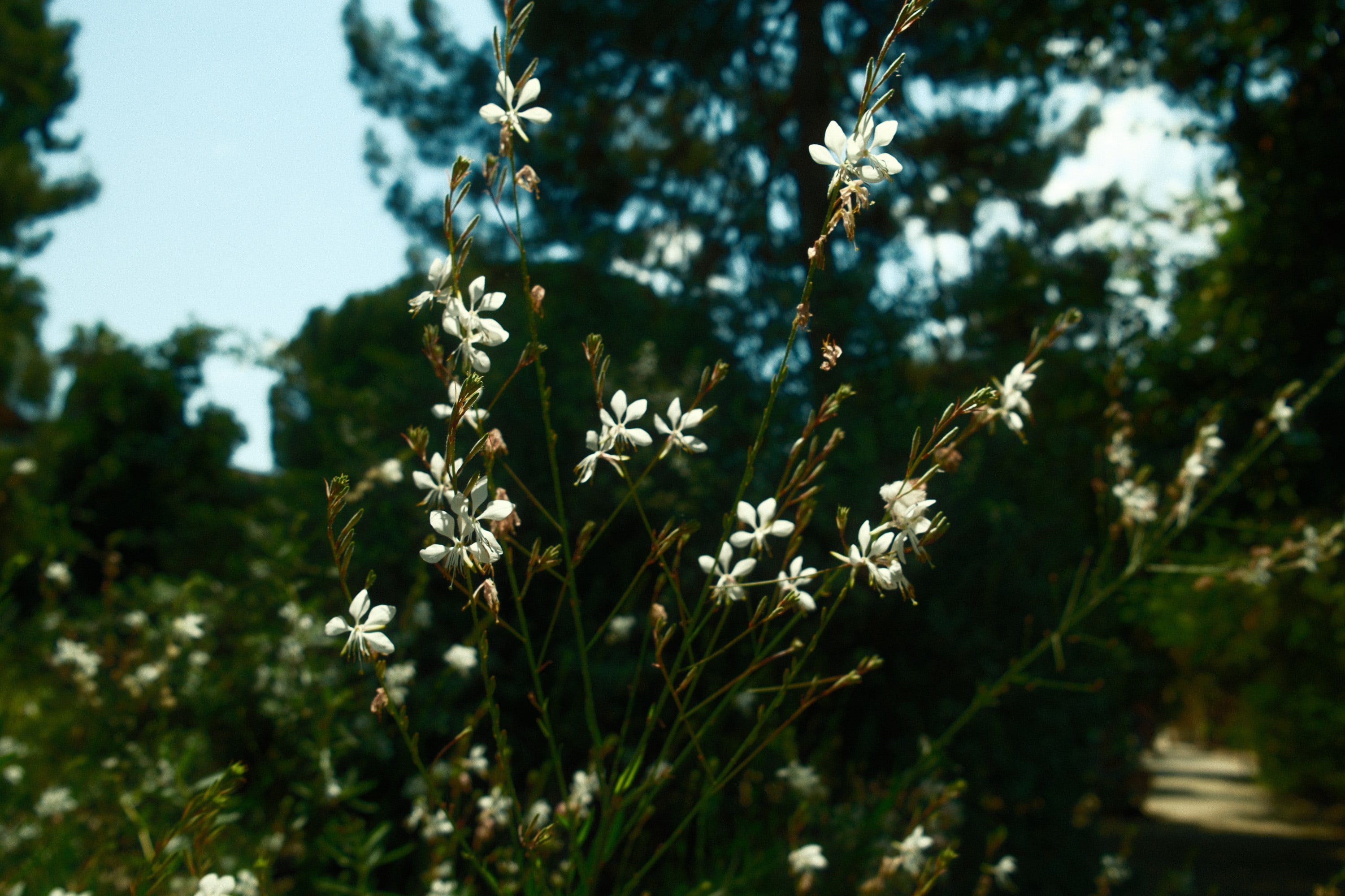 El Jardin