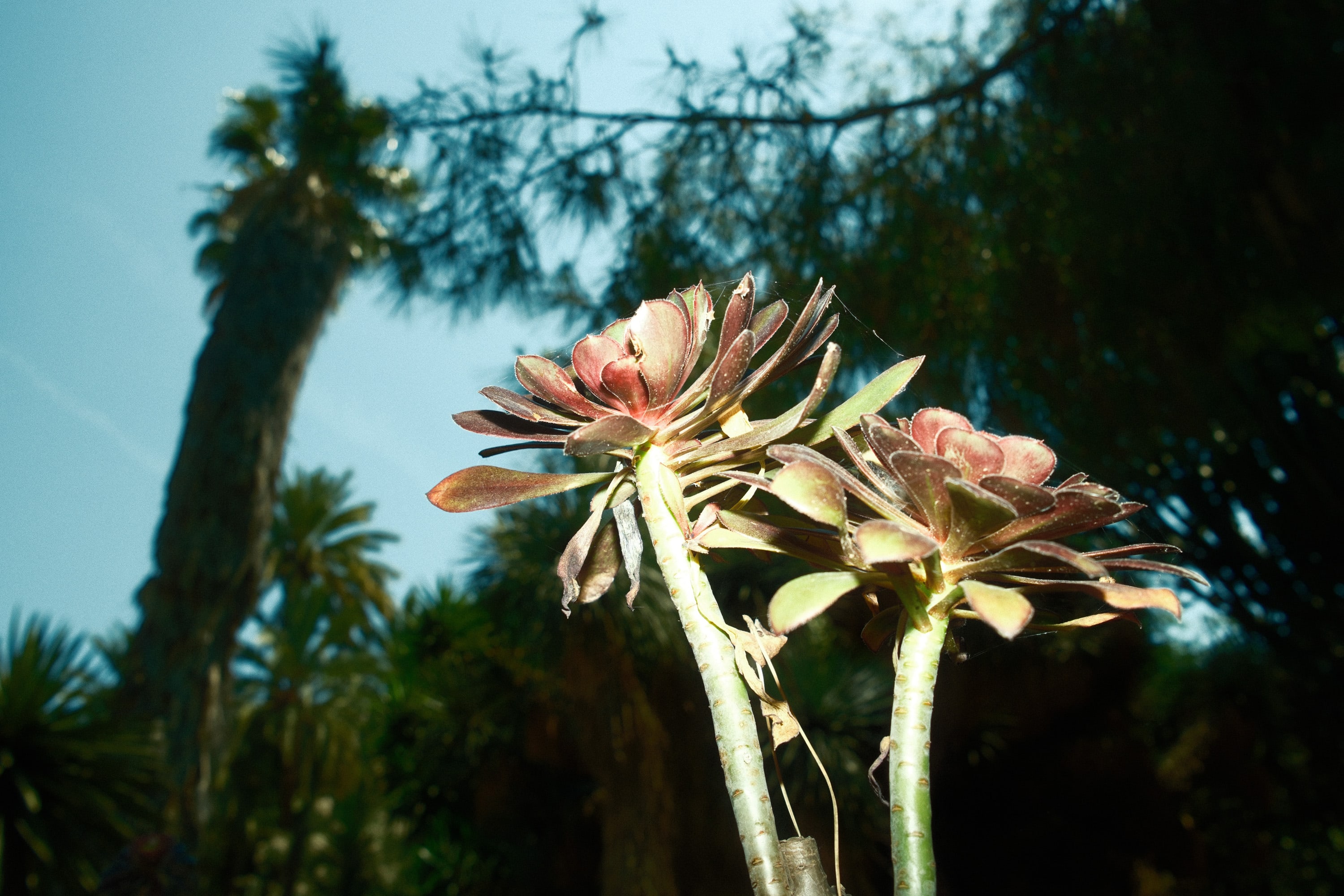 El Jardin